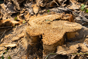 Concept of logging, environmental destruction, and forest conservation awareness for sustainability, Tree stump and fallen branches on dry forest ground showing the impact of deforestation