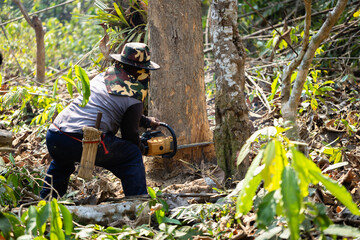 Worker cutting down a large tree with a chainsaw in the forest, representing logging, deforestation, and environmental exploitation. Concept of forestry, wood industry, and sustainability awareness