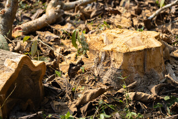 Concept of logging, environmental destruction, and forest conservation awareness for sustainability, Tree stump and fallen branches on dry forest ground showing the impact of deforestation
