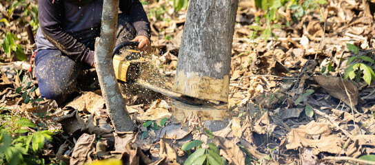 Worker cutting down a large tree with a chainsaw in the forest, representing logging, deforestation, and environmental exploitation. Concept of forestry, wood industry, and sustainability awareness