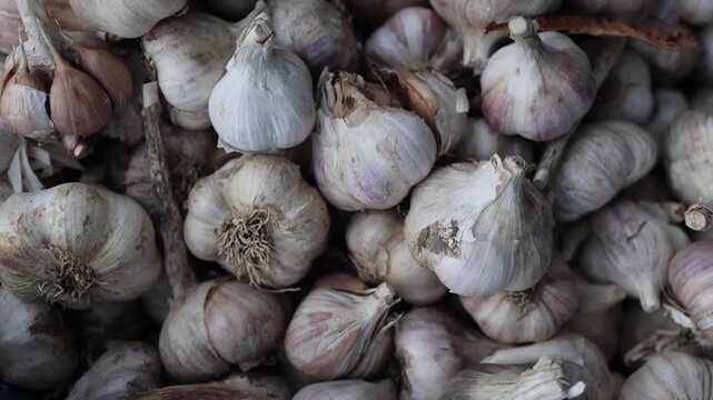 Fresh organic garlic bulbs piled in a market basket showing natural texture and rustic farm harvest for healthy cooking and culinary use