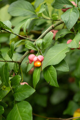 Colorful Euonymus Berries on Branches in Autumn Forest
