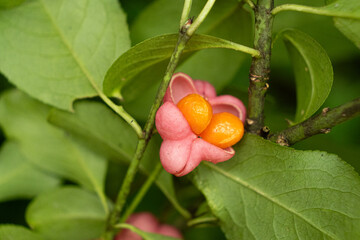 Beautiful Spindle Tree Fruits with Seeds Macro View