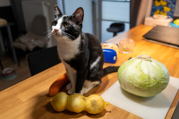 Domestic cat with fresh garden vegetables cabbage, carrot and onion, countryside still life and organic farming concept