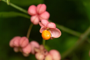 Beautiful Spindle Tree Fruits with Seeds Macro View