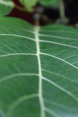 green leaf up view  showing detailed vein patterns and smooth texture, perfect for botanical background, nature concept, and eco design resources