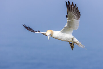 Gannet (Morus bassanus)