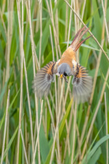 Bearded tit (Panurus biarmicus)