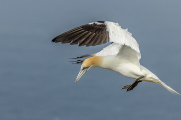 Gannet (Morus bassanus)