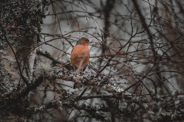Chaffinch (Fringilla coelebs)