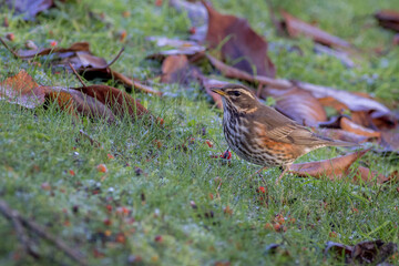 Redwing  (Turdus iliacus)