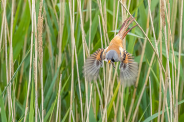 Bearded tit (Panurus biarmicus)