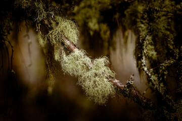  Lichen on the trees