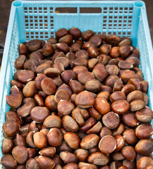 fresh chestnuts in blue plastic crate at market