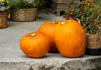 three pumpkins on a porch with autumn plants