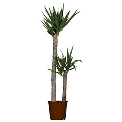 Yucca elephantipes plant small tree