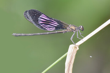 dragonfly on a leaf