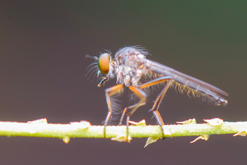 Robberfly on grass in tropical forest