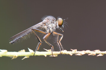 Robberfly on grass in tropical forest