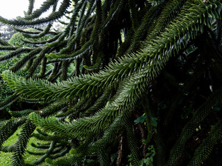 Close-up of monkey puzzle tree