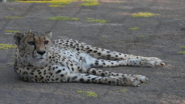 Lying cheetah in Omaruru Game Lodge in Namibia, Africa.