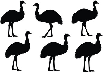 Emu bird silhouette vector set in walking poses, black illustrations with leg movement and neck posture for nature, wildlife, decor, study