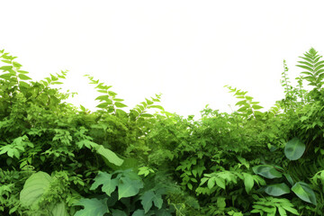 Obraz premium Dense green jungle foliage isolated on white