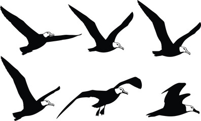 Albatross bird flight silhouette vector set, black and white wing positions for nature, wildlife, anatomy, decor, study, design