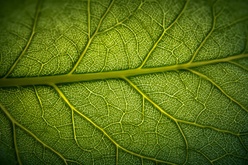 Obraz premium Vibrant green leaf veins illuminated by golden light, showcasing intricate natural patterns and organic textures, perfect for science and nature concepts.