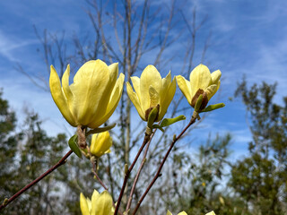 Delicate yellow magnolia flowers bloom on slender branches under a bright blue sky, capturing the beauty of spring renewal and natural elegance. © Ryan