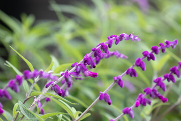 Fototapeta premium Close up purple flowers, Velvet Sage Blossoms