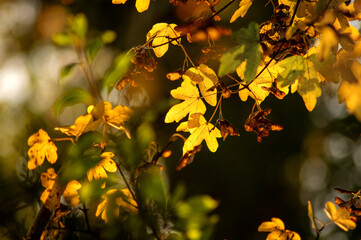 Bright yellow leaves of autumn are illuminated by sunlight, creating a warm atmosphere in a blurred natural setting.