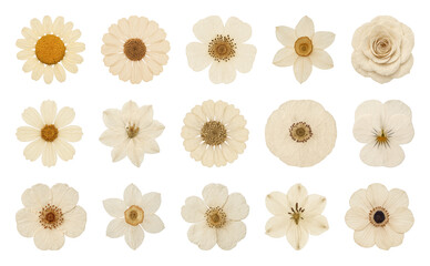 Fototapeta premium Assorted beige floral collection.