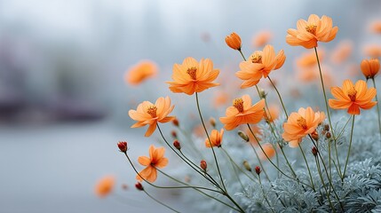 Obraz premium Close up of vibrant orange cosmos flowers with dew drops glistening in soft morning light against a blurred grey and white background