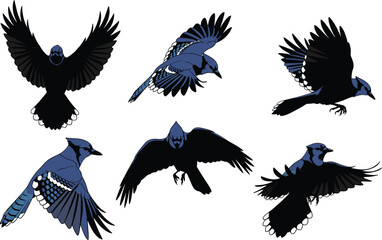 Blue jay bird vector illustration set, flying and perched poses, detailed feather artwork, vibrant nature design for wildlife, decor, study