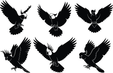 Obraz premium Parrot silhouette vector set, flying and perched tropical birds with crests and beaks, black illustrations for nature and wildlife design