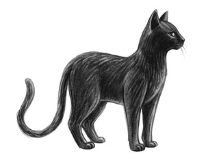 Illustration of a sleek black cat standing gracefully isolated on transparent background
