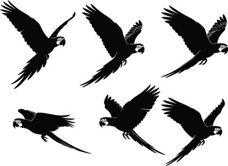 Flying parrot silhouette vector set, black bird illustrations in motion, wings spread, tropical wildlife clipart for nature design