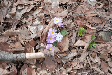 first spring forest flowers. Spring primrose (Primula veris). the first spring forest flowers sprout from under last year's foliage. Perennial herb from the genus Primrose.