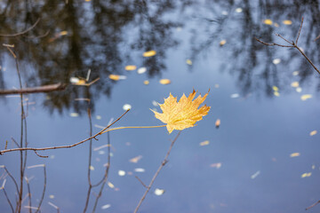 The last yellow leaf sways