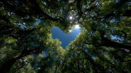Fototapeta premium Beautiful, upward-looking photorealistic view through a heart-shaped opening in a green tree canopy, revealing a bright blue sky and shining sun.