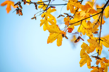 Bright yellow foliage contrasts beautifully with a clear blue sky, capturing the essence of autumn's serene atmosphere and seasonal change.