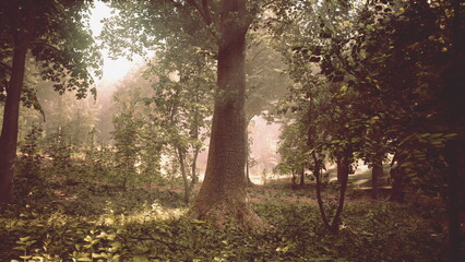 Naklejka premium Sunlight gently shines through a dense forest, illuminating tall trees and thick foliage. The serene atmosphere brings tranquility to the early morning setting, inviting adventure.