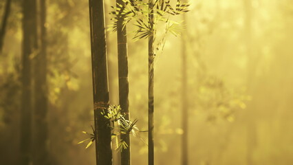 Morning light gently illuminates tall bamboo stalks, creating a peaceful atmosphere in the forest. Leaves sway softly in the warm breeze, inviting tranquility and reflection.