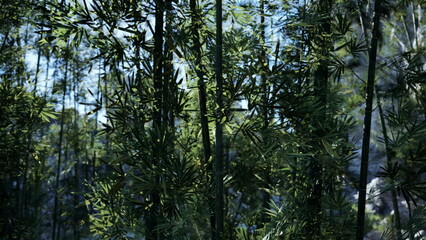 Vibrant green bamboo stalks reach towards the sky, creating a peaceful scene. Sunlight filters through the leaves, casting gentle shadows on the forest floor. Nature thrives in tranquility.