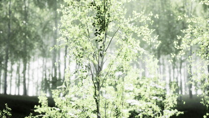 Sunlight filters through lush green leaves, creating a calming atmosphere in a tranquil forest. The scene captures the beauty of nature, inviting peace and reflection.