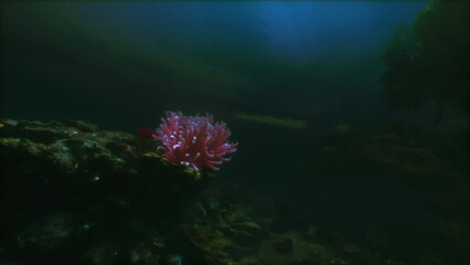 Under soft blue light, vibrant pink coral emerges from dark, rocky seabed. This quiet underwater world showcases the beauty and fragility of marine life at depth.