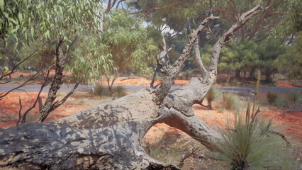 Sunlight filters through the trees, revealing a fallen trunk surrounded by vibrant red earth, creating a peaceful scene in the heart of the Australian outback on a warm afternoon.