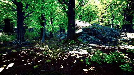 Tall trees with lush, green leaves create a serene atmosphere as sunlight streams through the branches. The forest floor is dotted with rocks and shadows, inviting a peaceful exploration.