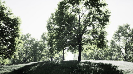 Bright sunlight shines through a grove of green trees, creating an inviting and peaceful atmosphere in a serene forest. Soft grass covers the ground, enhancing the natural beauty.